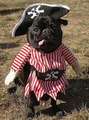 Dog-pirate.jpg
